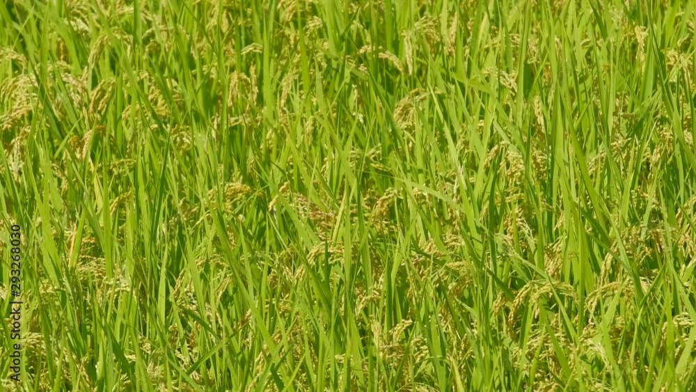 【動画素材】 風に揺れる稲穂 米 田んぼ 農業 【動画素材】 風に揺れる稲穂 米 田んぼ 農業