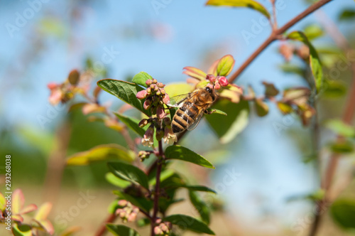 honey bee on flower of a garden hedge