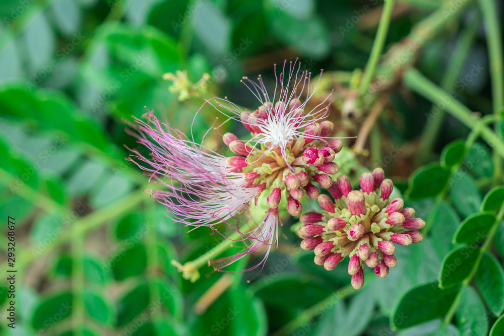 Beautiful pink flower of Rain Tree, East Indian Walnut, Monkey Pod (Samanea Saman) on tree in the tropical forest Beautiful pink flower of Rain Tree, East Indian Walnut, Monkey Pod (Samanea Saman) on tree in the tropical forest