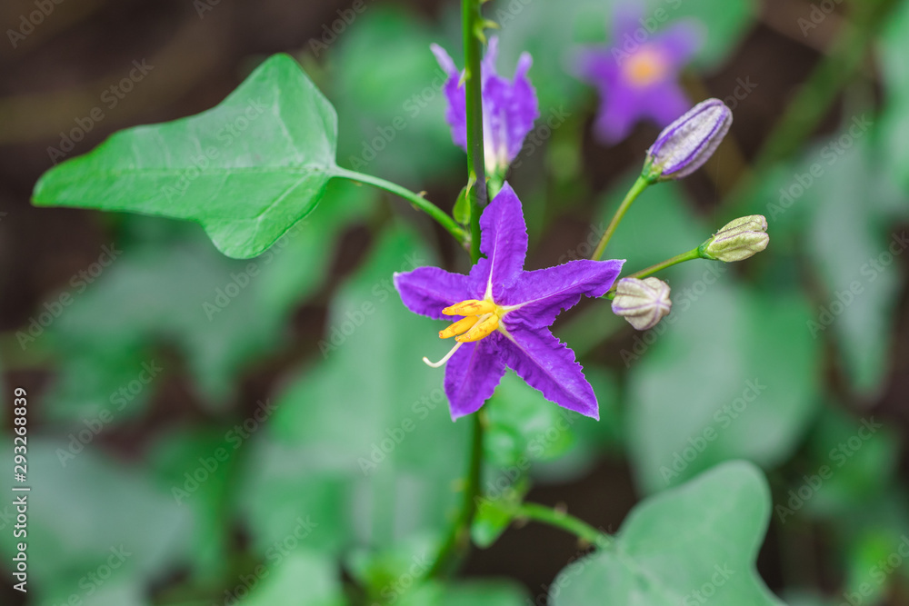 Purple Solanum Trilobatum or Pea eggplant flowers are blossoming on vine plant in the organic herb garden Purple Solanum Trilobatum or Pea eggplant flowers are blossoming on vine plant in the organic herb garden