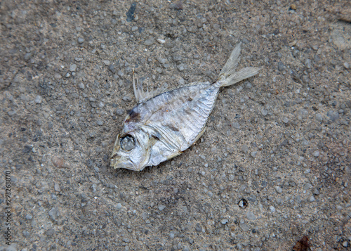 Dry fish die from fisheries