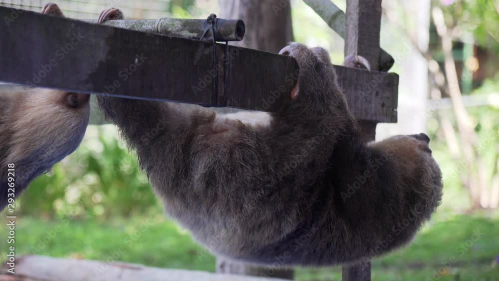 Wounded Sloth Costa Rican three toed sloths Rehabilitating at a Rescue Facility. Many ...