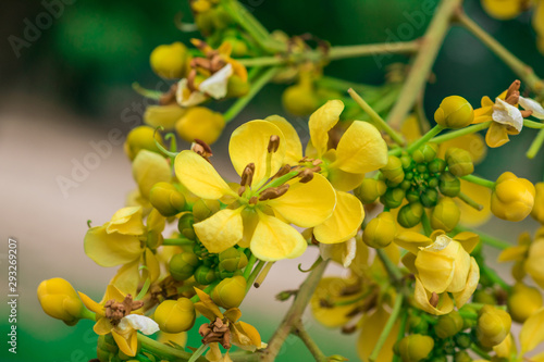 Yellow flowers on the inflorescence of Siamese senna, Siamese cassia, Cassod tree, Thai copperpod (Senna Siamea (Lam.) H.S.Irwin & Barneby) are blooming on tree in Thai herb garden photo