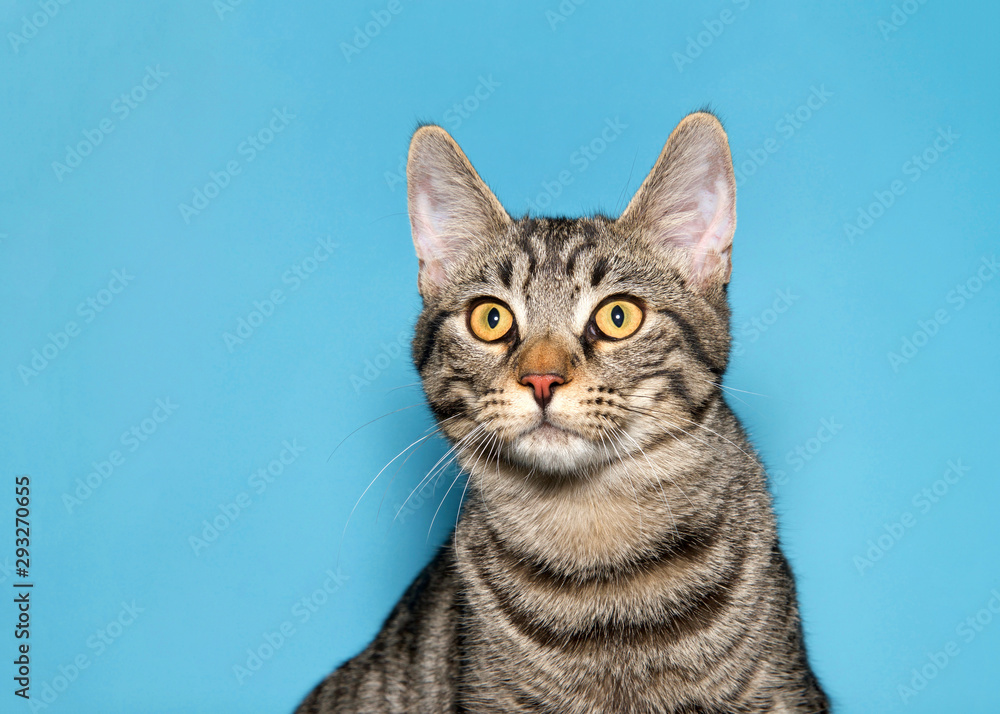 Grey 2024 striped tabby
