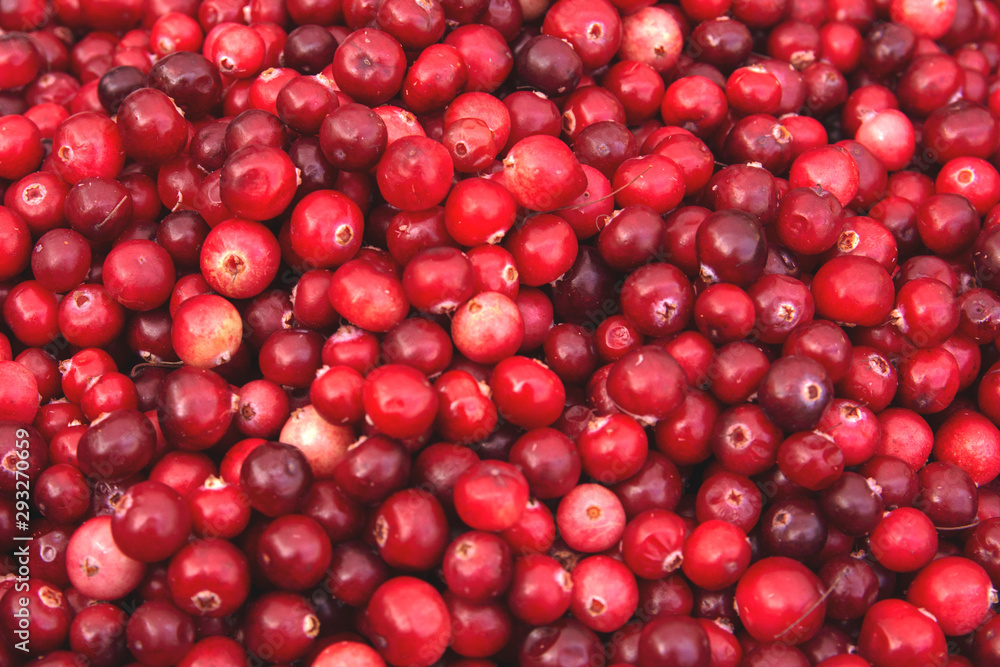 Cranberry. Cranberry background. Fresh cranberries. Food background. Cranberry. Cranberry background. Fresh cranberries. Food background.
