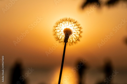 Dandelion flying with the wind at sunset in spring time © stocktr