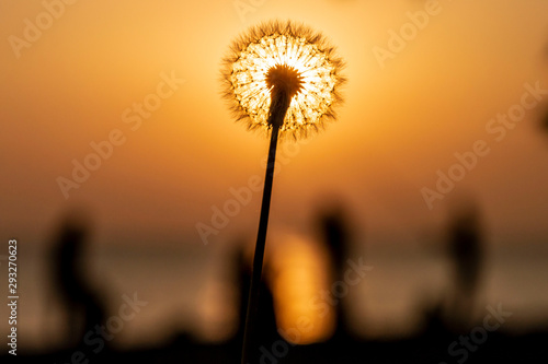 Dandelion flying with the wind at sunset in spring time