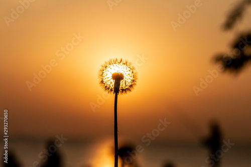 Dandelion flying with the wind at sunset in spring time
