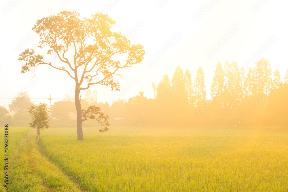 Obraz premium The only tree in the field of rice and the sunrise in the morning, fog, smoke, dew, landscape of the countryside