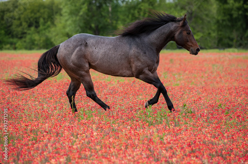 Horse Running in Wildflowers