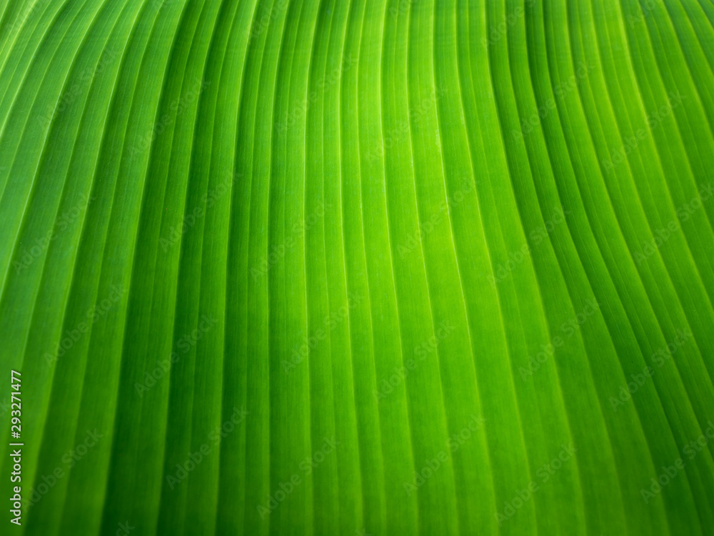 A close up shot from a banana leaf 001 A close up shot from a banana leaf 001
