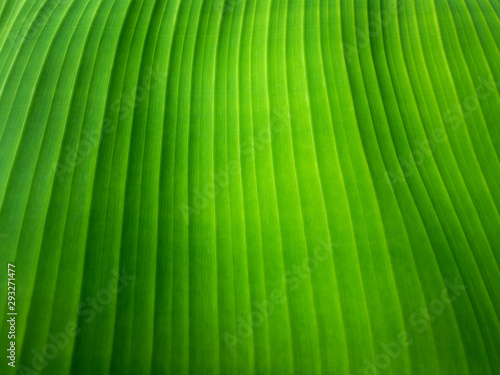 A close up shot from a banana leaf 001