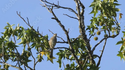 A mockingbird perched on a small branch in the morning. Medium close. 10 sec/60 fps. Original speed. Clip 3 photo