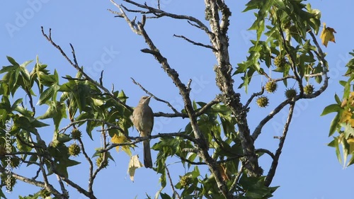 A mockingbird perched on a small branch in the morning. Medium close. 10 sec/60 fps. Original speed. Clip 6 photo