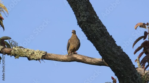 A mourning dove preening and looking around on a large branch. Medium close. 25 sec/24 fps. 40%. Clip 4 photo