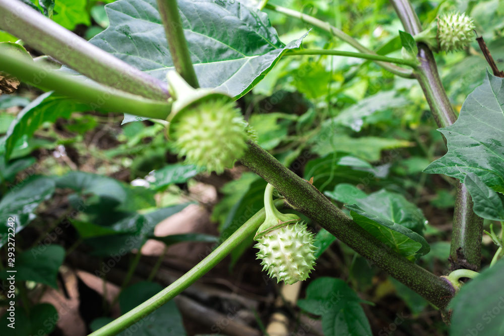 Closeup raw thorny fruit of Datura Stramonium, Thorn Apple, Apple of Peru, Green Thorn Apple, Hindu Datura (Datura Metel) hanging with the branch on tree in the organic garden Closeup raw thorny fruit of Datura Stramonium, Thorn Apple, Apple of Peru, Green Thorn Apple, Hindu Datura (Datura Metel) hanging with the branch on tree in the organic garden