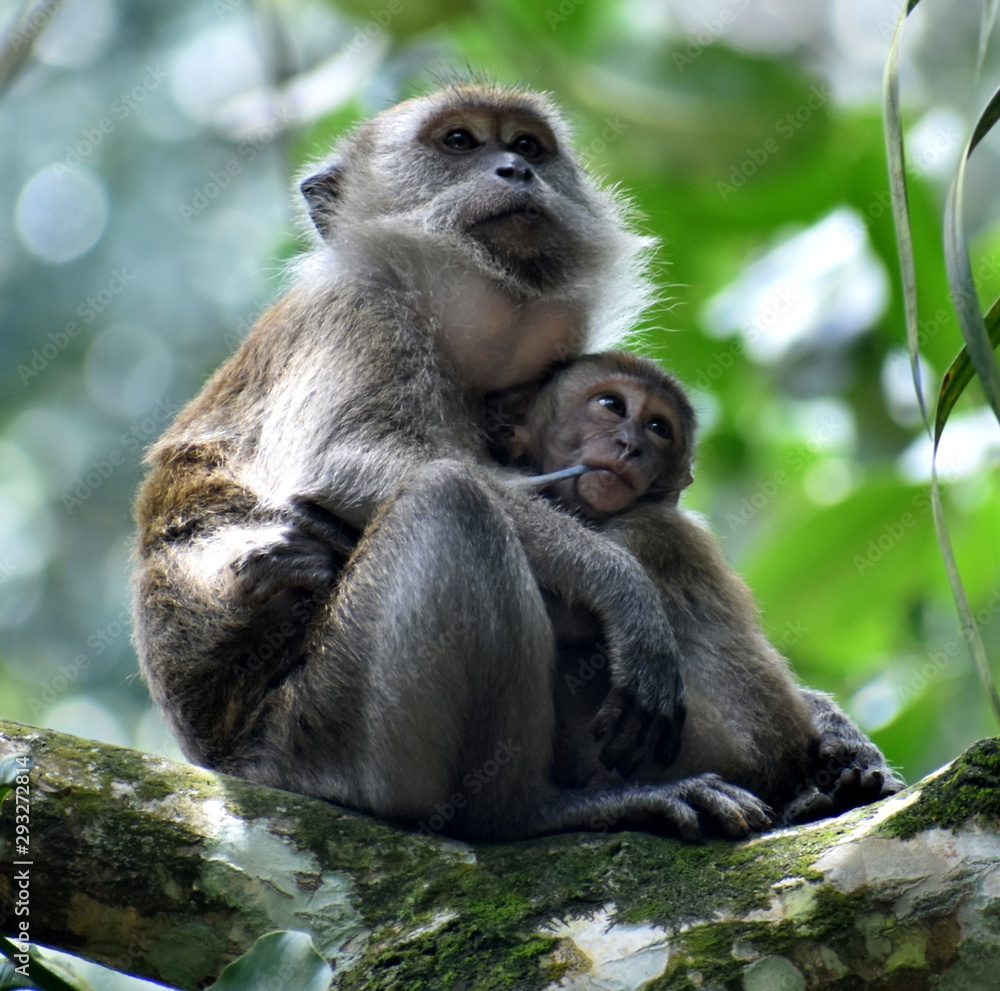 Mother macaque monkey looking after her baby in a tree in the jungle Mother macaque monkey looking after her baby in a tree in the jungle