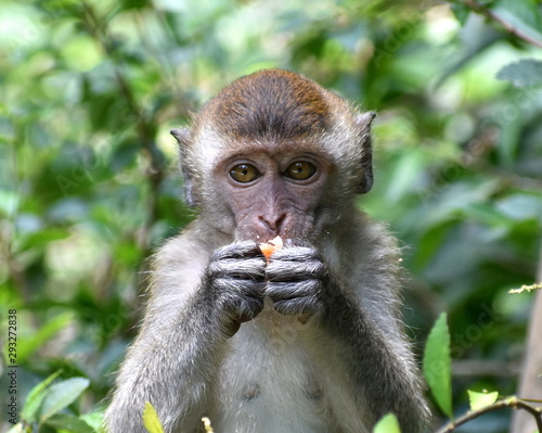 Young macaque monkey eating in the jungle
