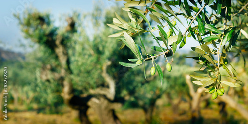 green olives growing in olive tree ,in mediterranean plantation photo