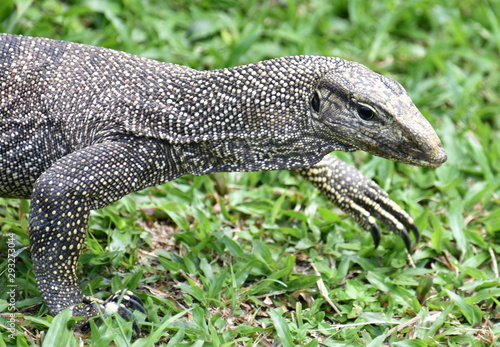 Large monitor lizard walking on the grass at a park in Malaysia