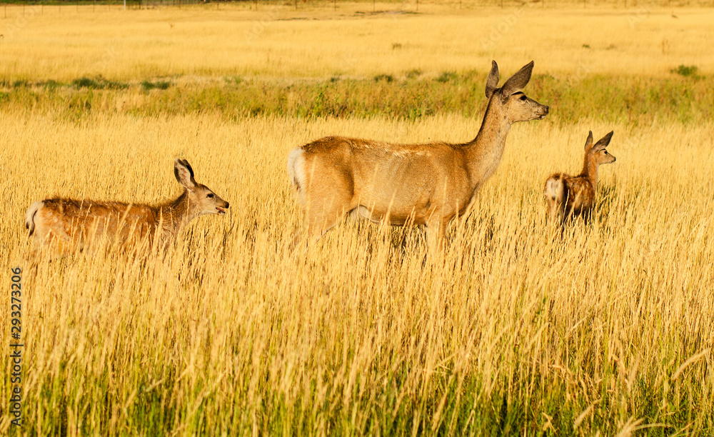 Whitetail Deer Family in Tall Grass Whitetail Deer Family in Tall Grass