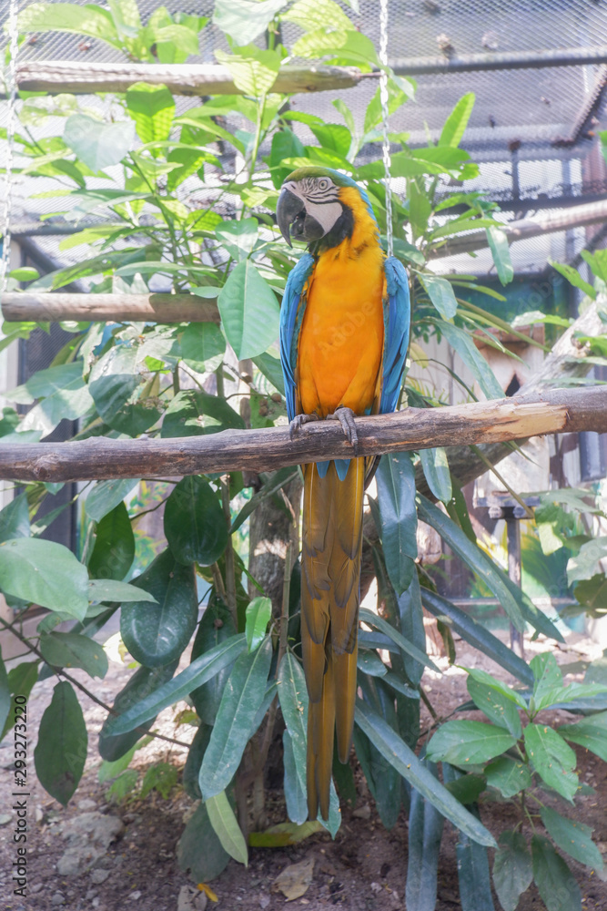 Obraz premium Blue-yellow parrot in the zoo
