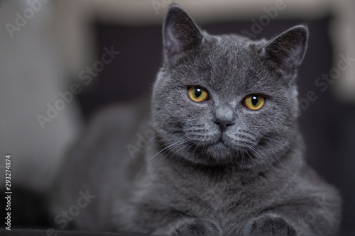 .beautiful gray British cat lies on a sofa in the house close-up