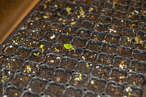 Obraz na plátně lettuce plant growing in a hotbed