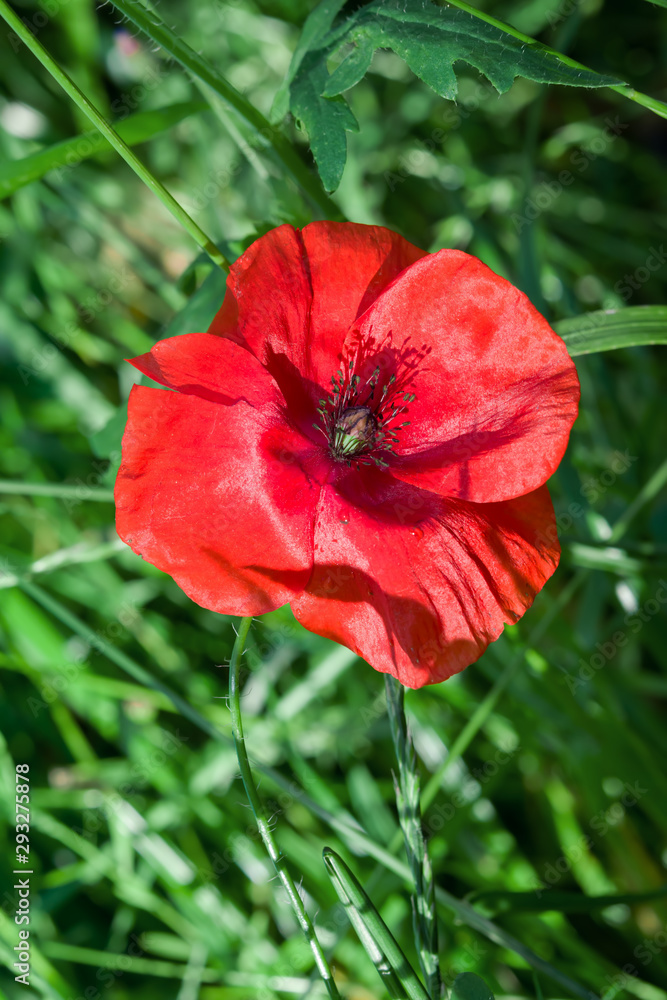 Red poppy flower on green grass background close-up petals, summer background