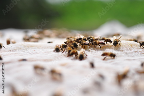 A group of bees sniffing food