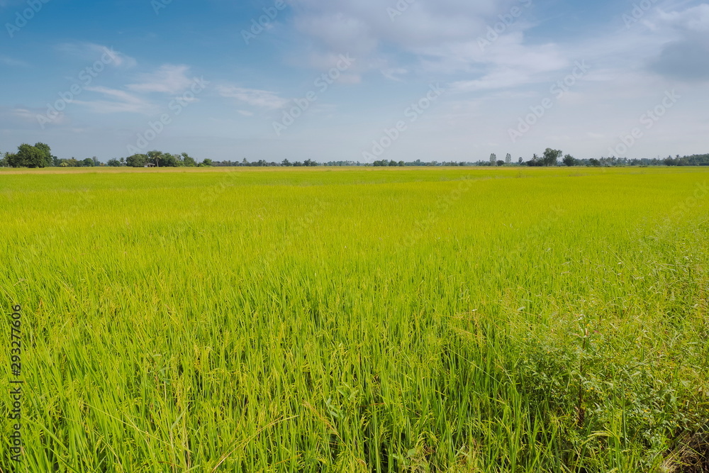 view of green rice plant in paddy fields with blue sky background, Lam Phayom Village, rural in Ban Pong District, Ratchaburi, Thailand.