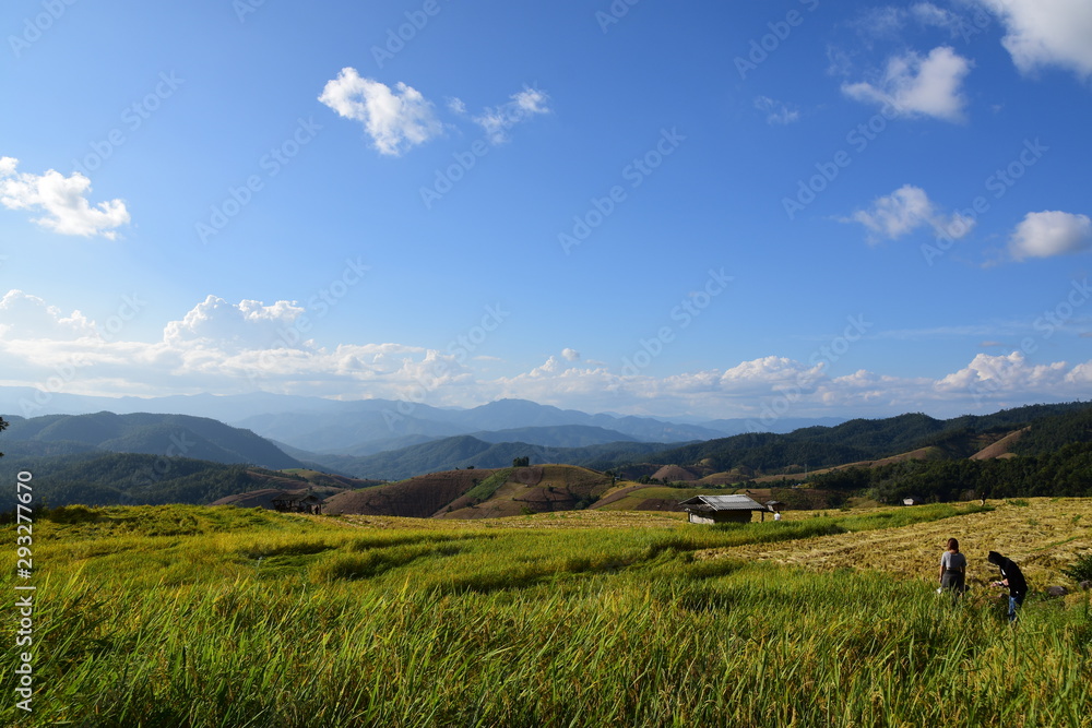 Rice fields in the mountains in Thailand