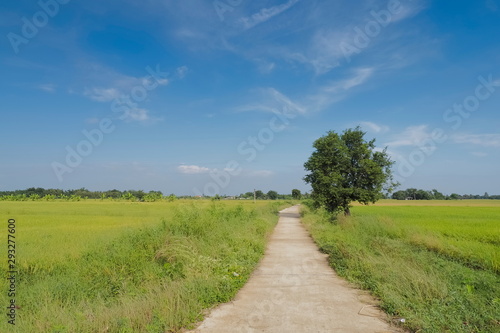 view of patch way around with green rice fields plantation with blue sky background, Lam Phayom village, Ban Pong District, Ratchaburi, Thailand.
