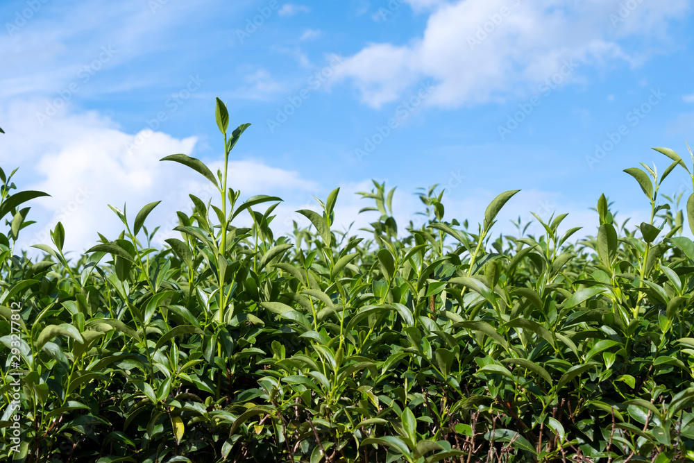 Top of fresh raw organic green tea leaf in plantation field farm with blue sky and cloudy Top of fresh raw organic green tea leaf in plantation field farm with blue sky and cloudy
