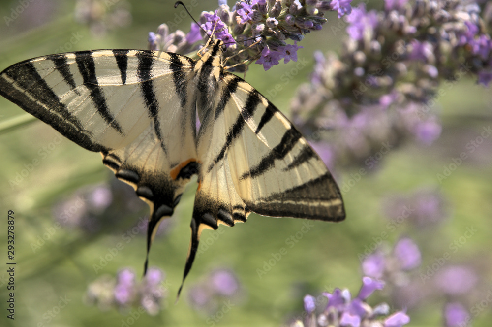 Iphiclides podalirius; scarce swallowtail in Tuscany Iphiclides podalirius; scarce swallowtail in Tuscany