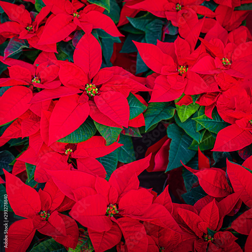 Poinsettia Flower. Christmas Symbol - Red Poinsettia as a Background .