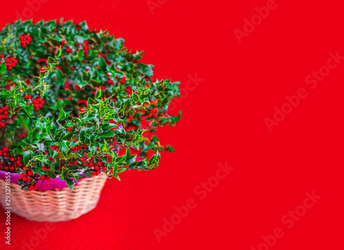 Christmas Holly with Red Berries on a Xmas market.  Traditional Xmas symbol. Holly branches closed up. photo