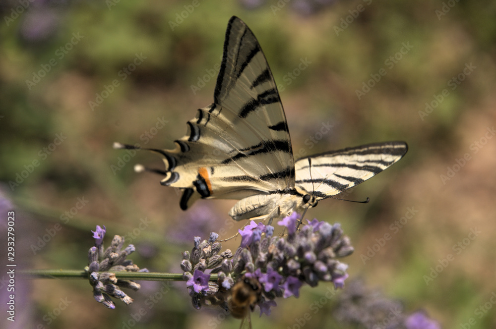 Iphiclides podalirius; scarce swallowtail in Tuscany Iphiclides podalirius; scarce swallowtail in Tuscany