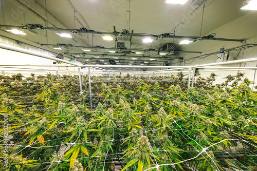 Weed Plants Growing Under Lights at Indoor Facility