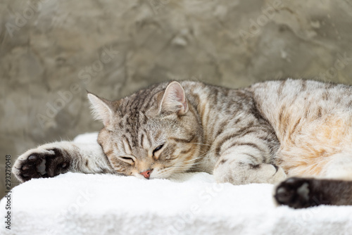 Close up cute tabby cat with nlack feet sleep on white background