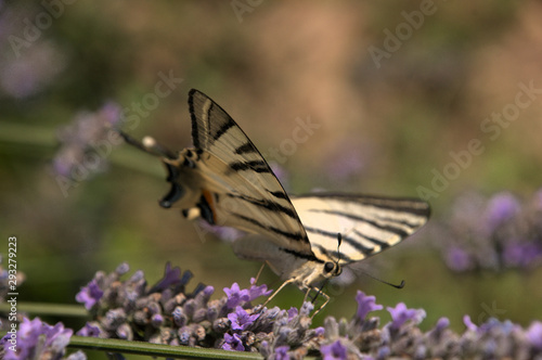 Iphiclides podalirius  scarce swallowtail in Tuscany © elliottcb