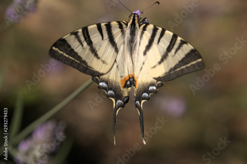 Iphiclides podalirius; scarce swallowtail in Tuscany
