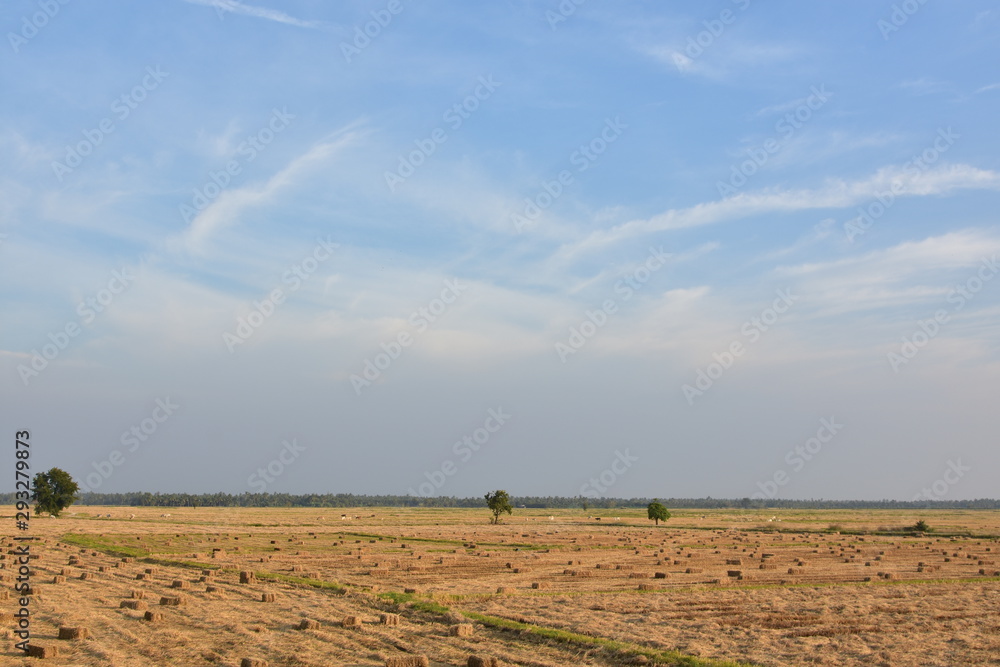 Obraz premium rice straw in thailand