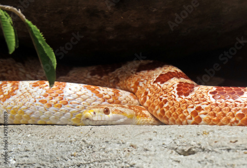 Close up Corn Snake Coiled Isolated on Nature Background