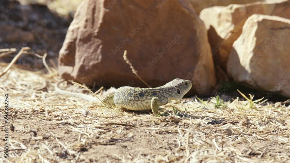 ocellated lizard walking on the ground ocellated lizard walking on the ground