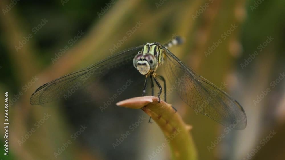 The Common Flangetail dragonfly is commonly seen in Thailand and Asia the size can be medium and large with yellow and black as pattern. Its wings are clear accented with black lined veins, dragonfly The Common Flangetail dragonfly is commonly seen in Thailand and Asia the size can be medium and large with yellow and black as pattern. Its wings are clear accented with black lined veins, dragonfly