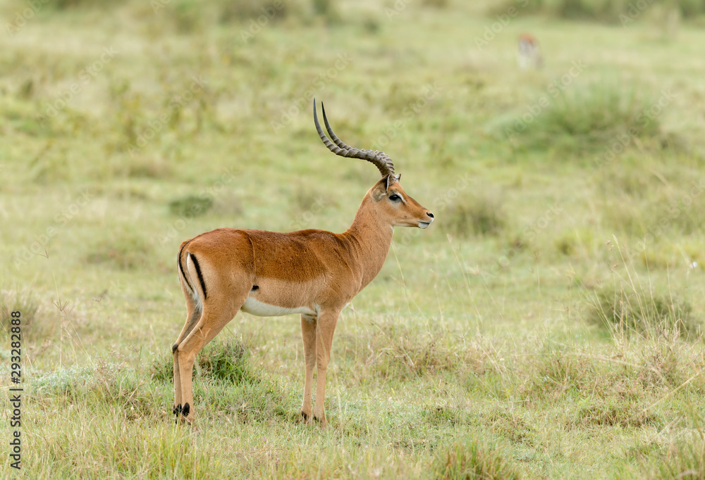 Impala Gazelle seen at Amboseli national Park,Kenya,Africa Impala Gazelle seen at Amboseli national Park,Kenya,Africa