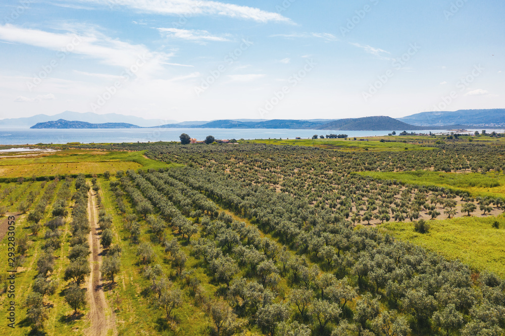Aerial view large drone plantation with olive trees, planted in straight rows against a background of blue sea and mountain tops. Olive garden. Olive tree - the symbol of Greece. Tourism, travel