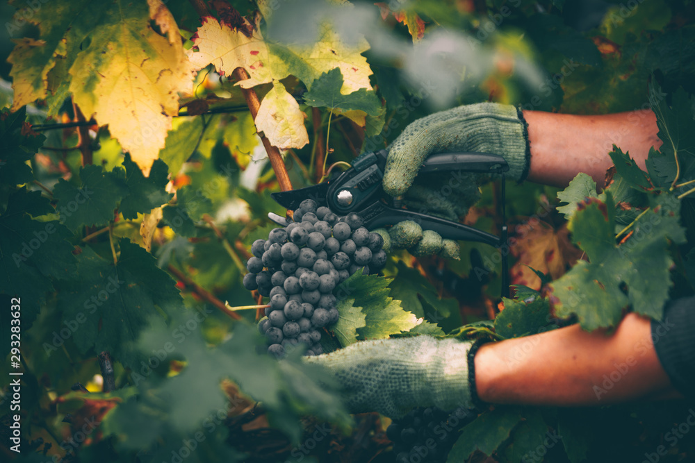 Grapes in hand, harvest in autumn. - obrazy, fototapety, plakaty 