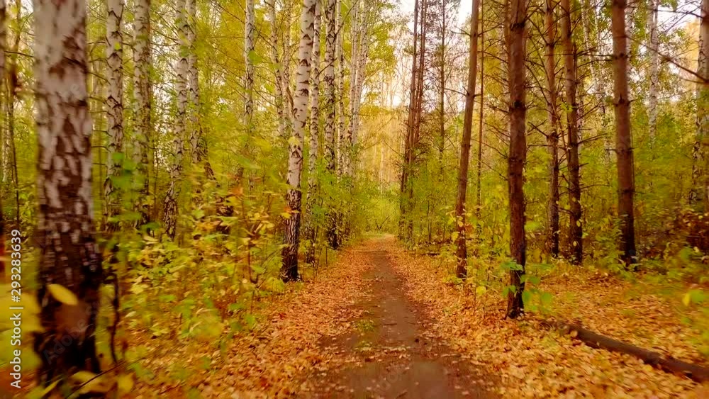 BACK: Aerial Drone Shot Flying Back On The Path In The Golden Autumn Forest BACK: Aerial Drone Shot Flying Back On The Path In The Golden Autumn Forest
